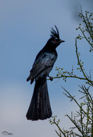 Phainopepla