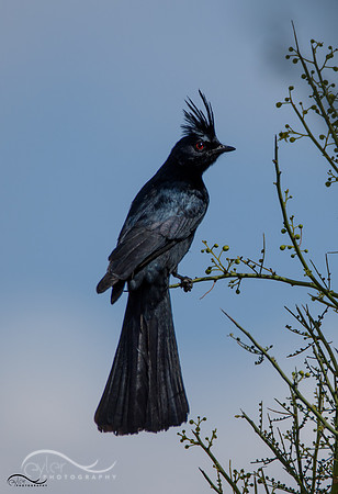 Phainopepla
