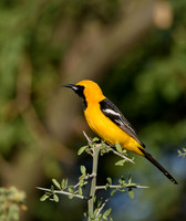 Oriole (male)