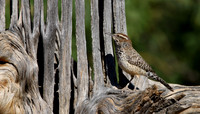 Cactus Wren