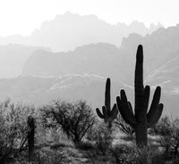 Catalina State Park