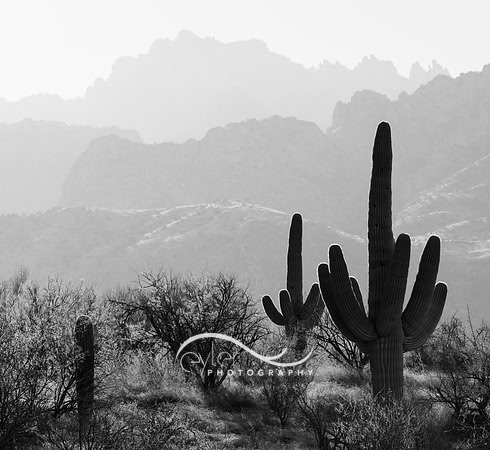 Catalina State Park