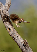 Cactus Wren