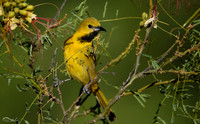 Hooded Oriole (female)